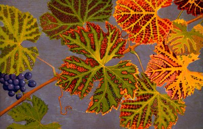 Vine leaves and ripened grapes by Philippe Robert